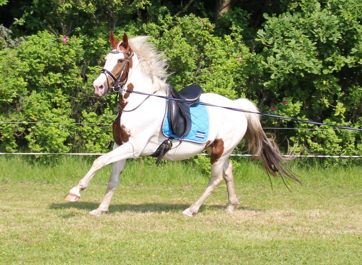 Barockpinto Langsigen Flint <3 billede 10