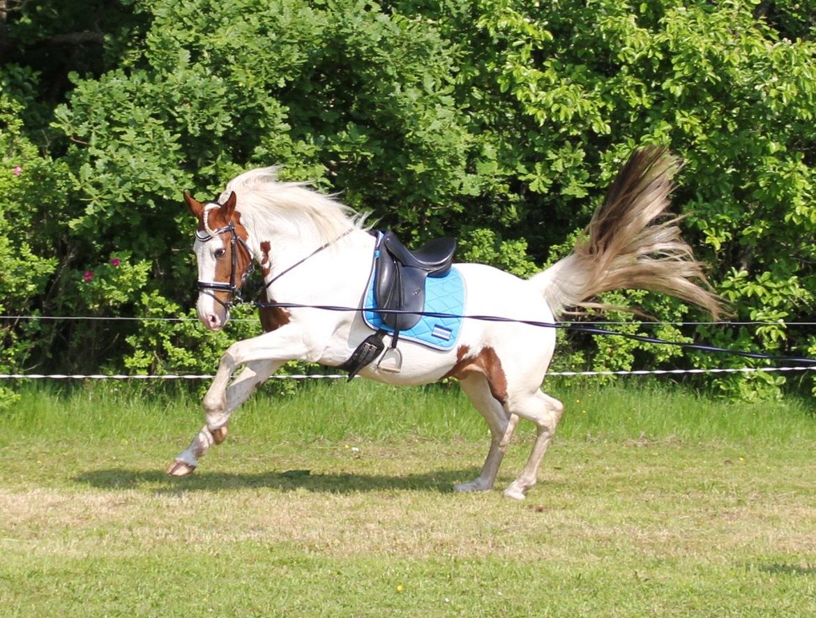 Barockpinto Langsigen Flint <3 billede 18