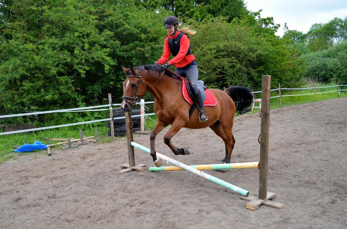 Arabisk fuldblod (OX) Nassim billede 8