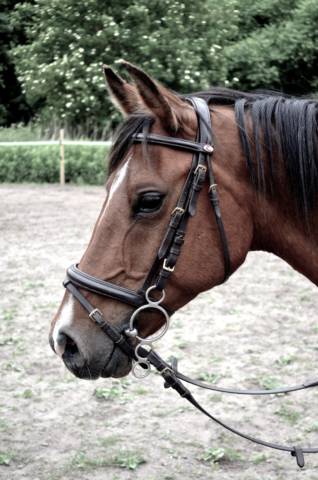 Arabisk fuldblod (OX) Nassim billede 7