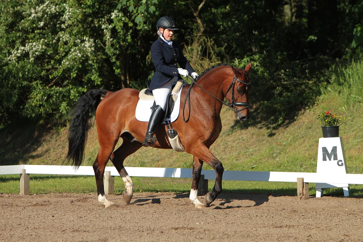 Anden særlig race Refsgaards Cheval billede 24