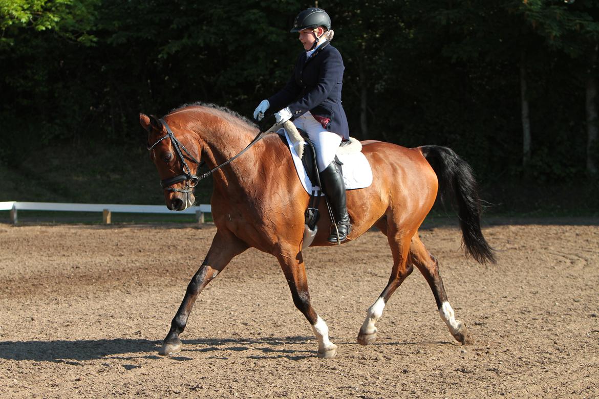 Anden særlig race Refsgaards Cheval billede 26