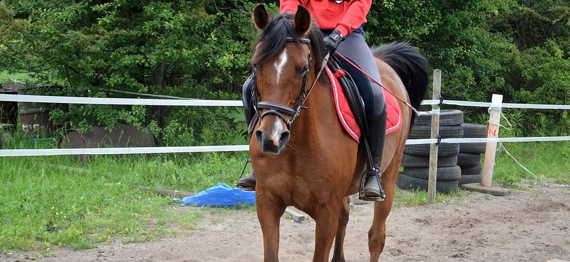 Arabisk fuldblod (OX) Nassim - velkommen til Nassim's profil :) billede 1