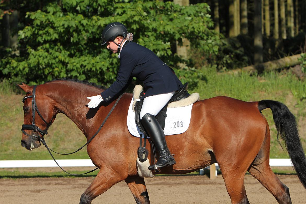 Anden særlig race Refsgaards Cheval billede 27