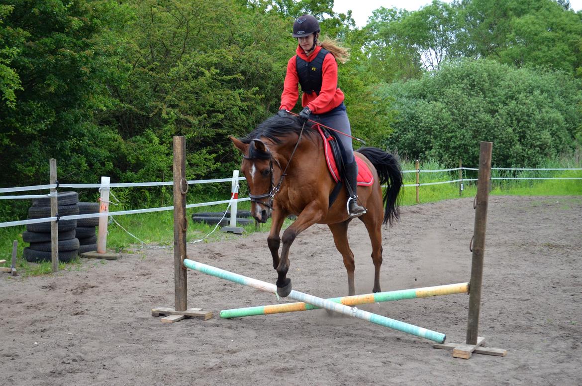 Arabisk fuldblod (OX) Nassim billede 5