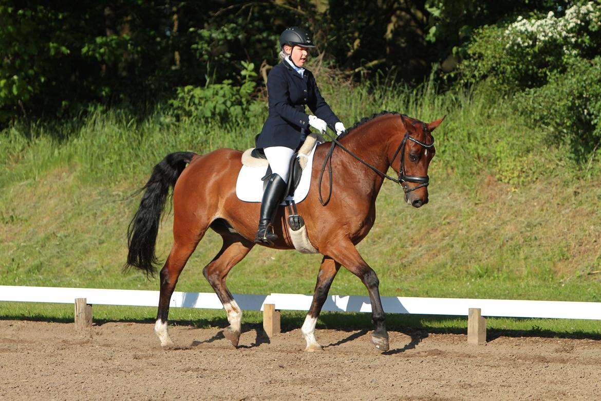 Anden særlig race Refsgaards Cheval billede 25