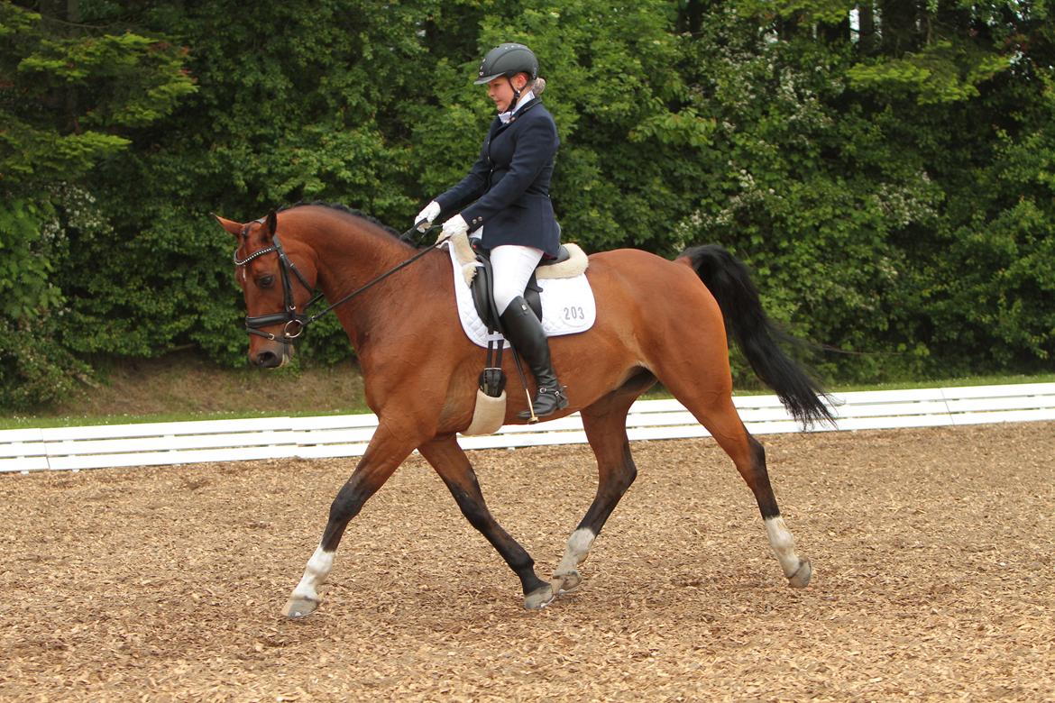 Anden særlig race Refsgaards Cheval billede 28