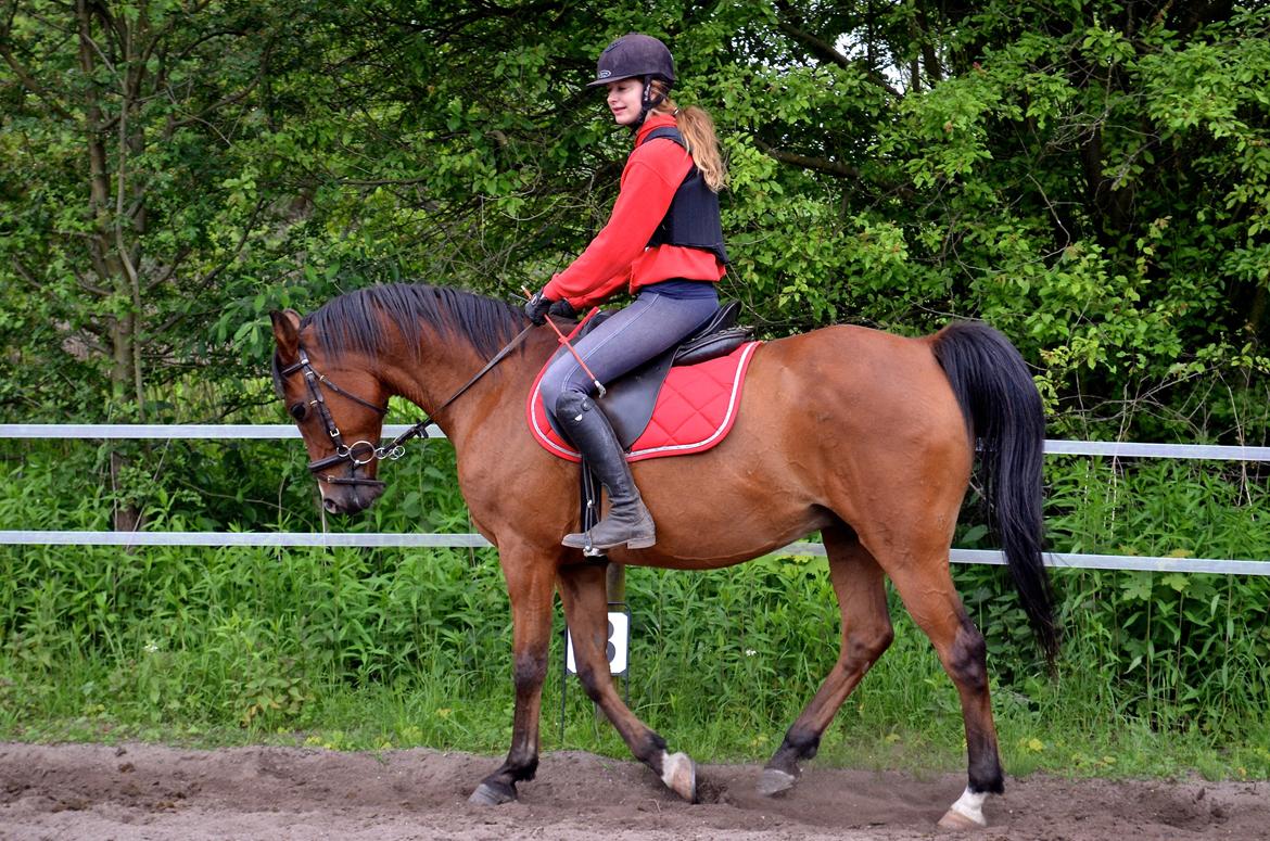 Arabisk fuldblod (OX) Nassim billede 26