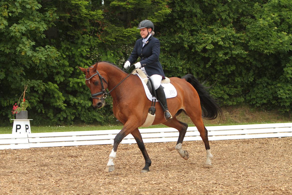 Anden særlig race Refsgaards Cheval billede 29