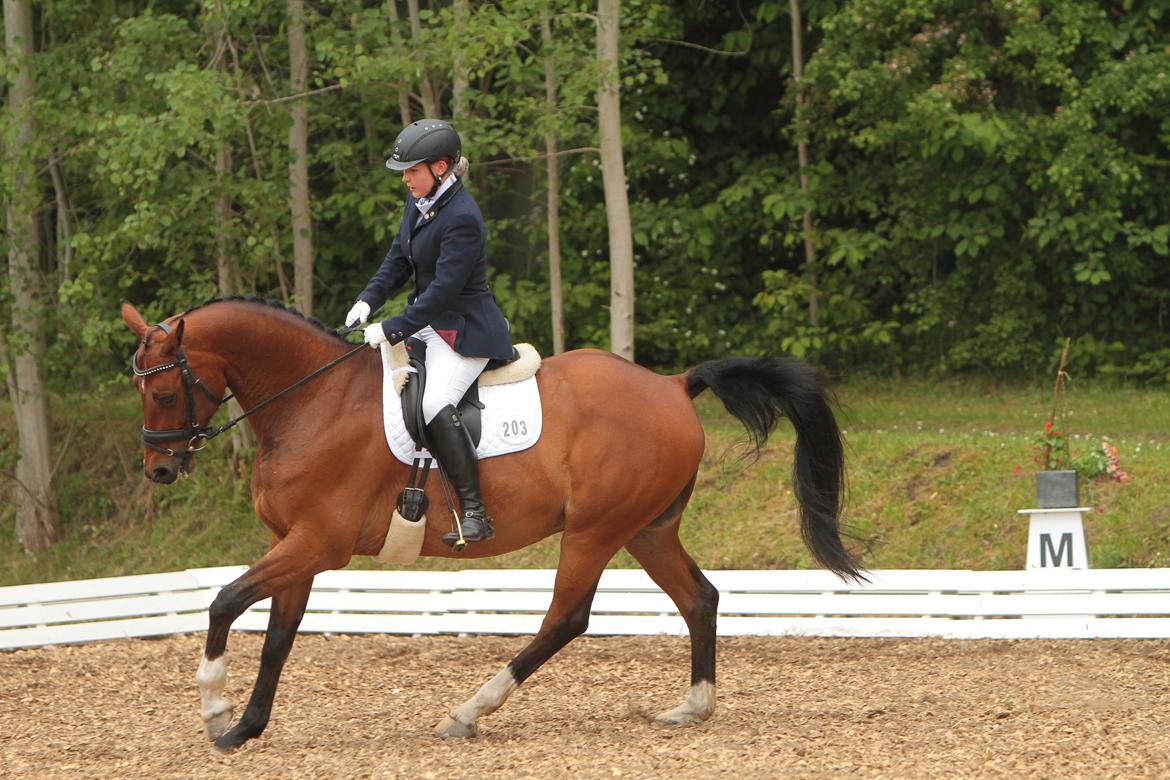 Anden særlig race Refsgaards Cheval billede 31