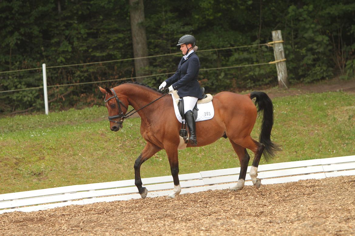 Anden særlig race Refsgaards Cheval billede 30