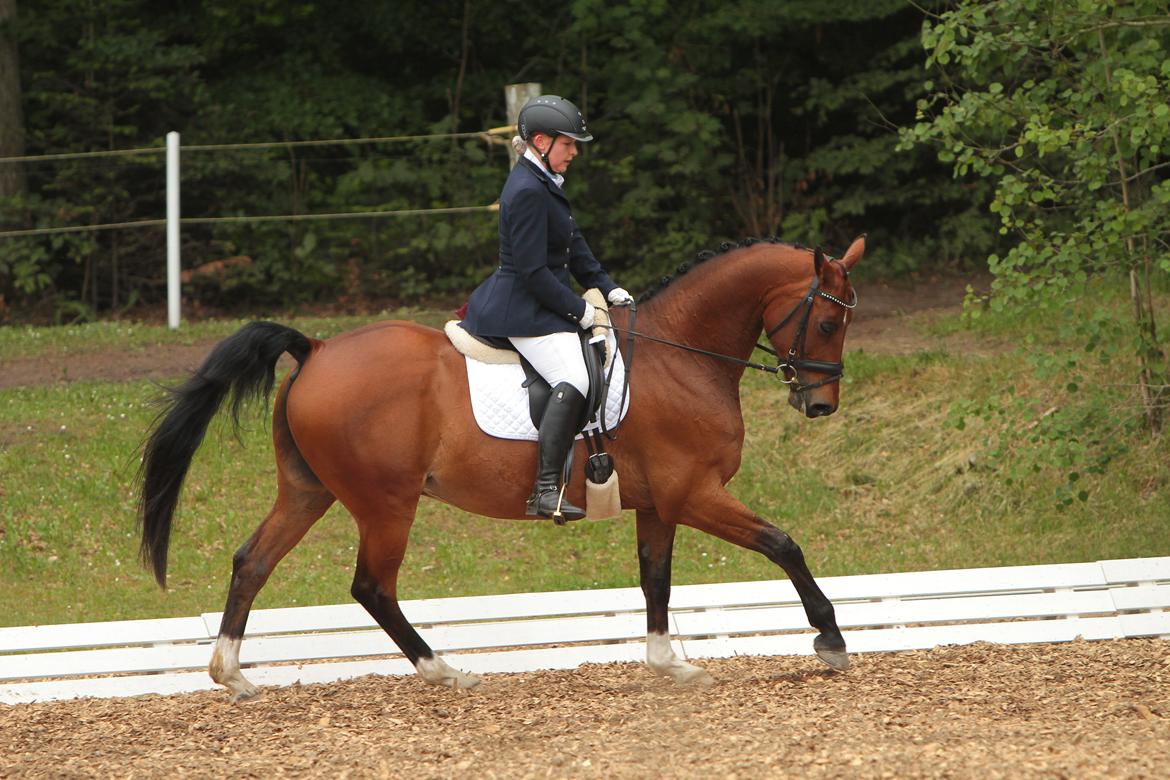 Anden særlig race Refsgaards Cheval billede 32