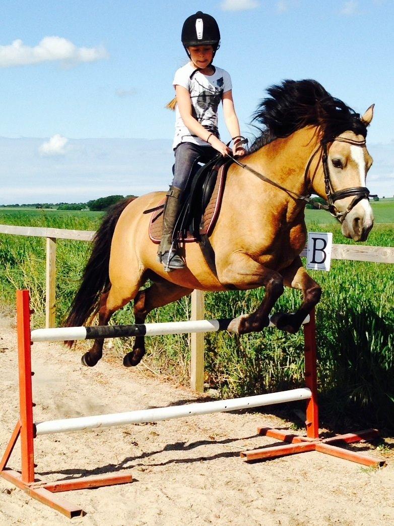 Anden særlig race Damgårds Maggie billede 27