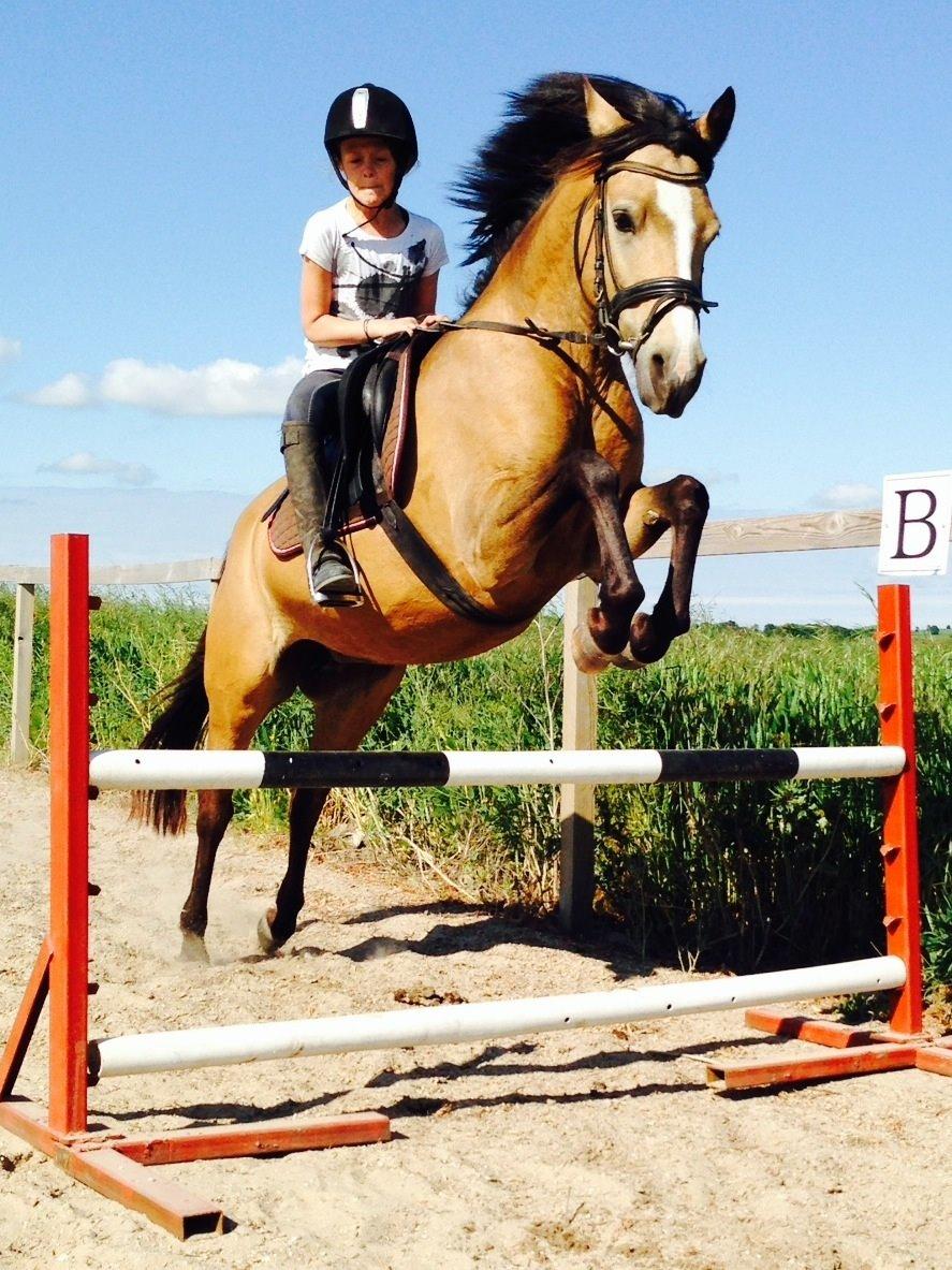 Anden særlig race Damgårds Maggie billede 26