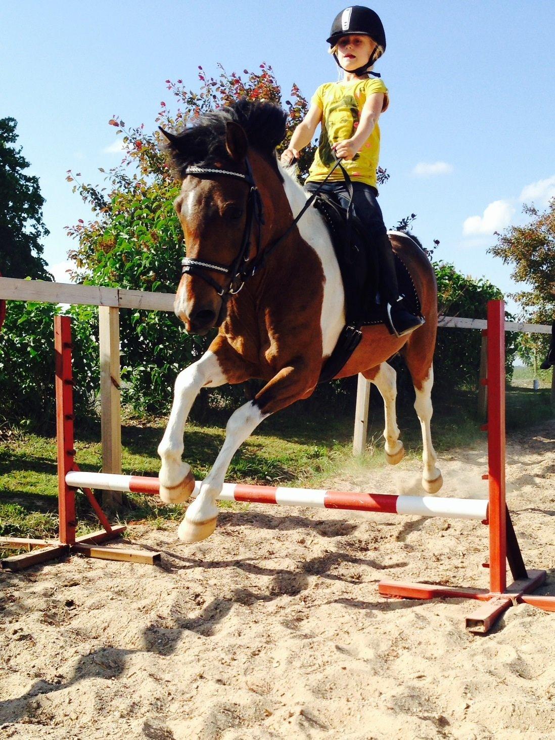 Anden særlig race Armani  billede 21