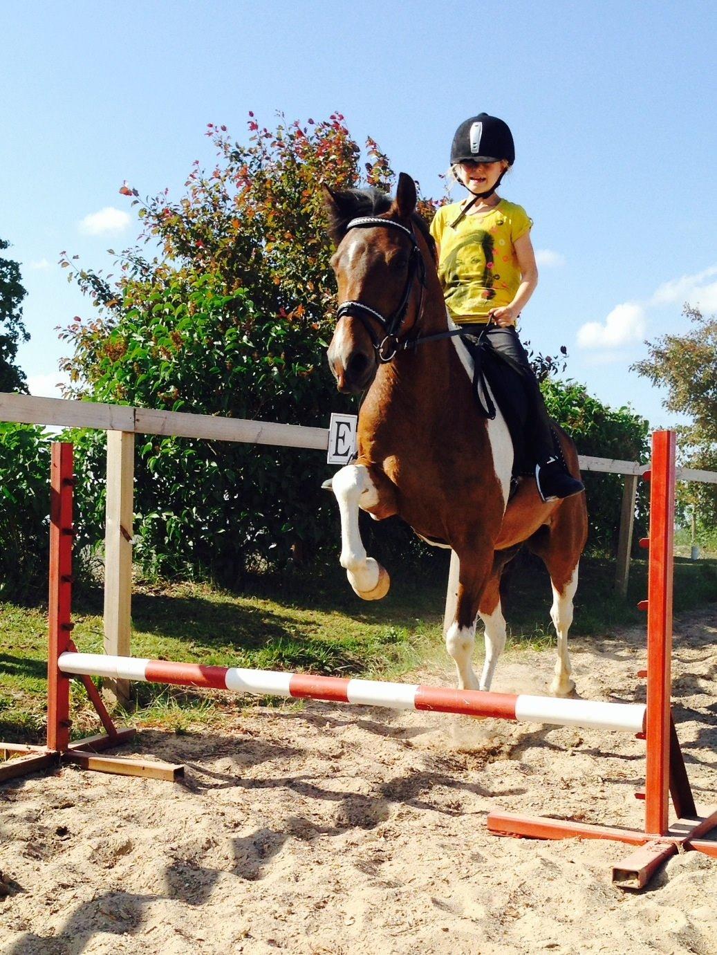 Anden særlig race Armani  billede 22