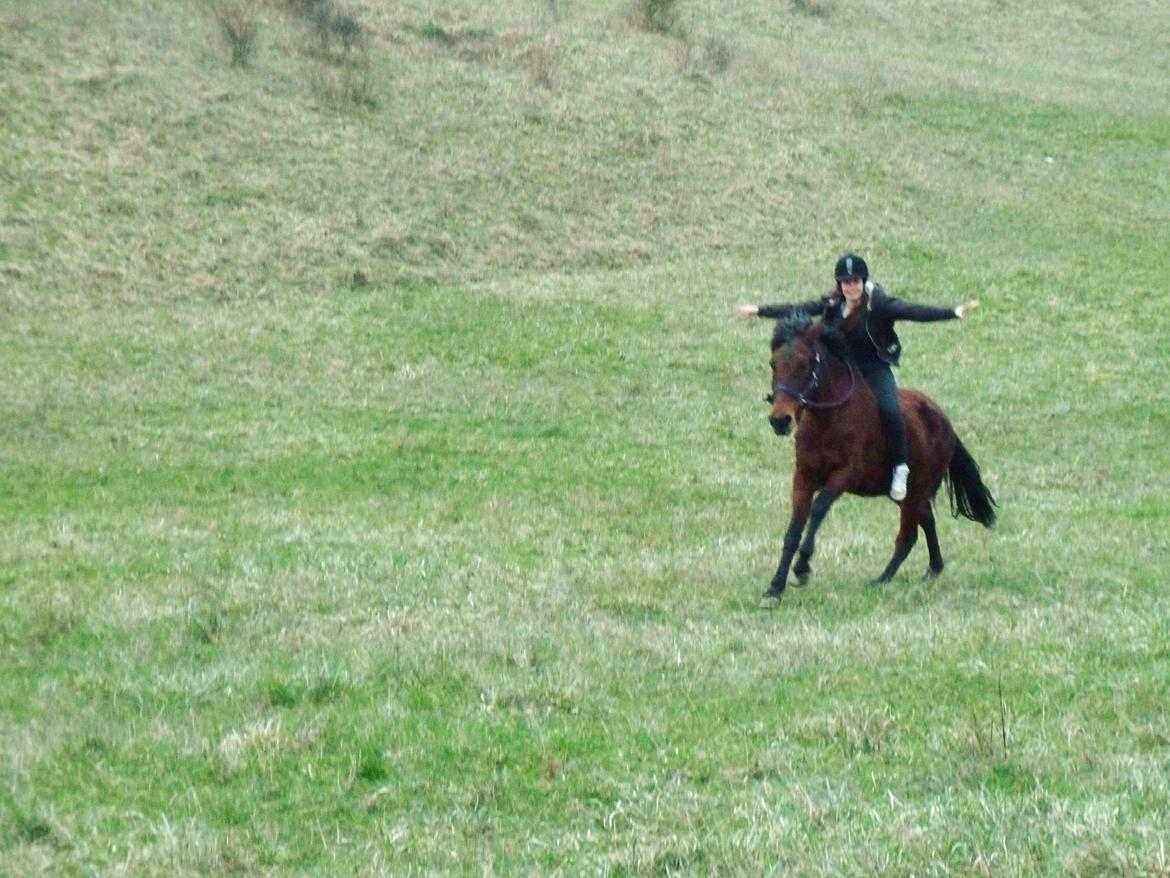 Anden særlig race Cerise billede 5