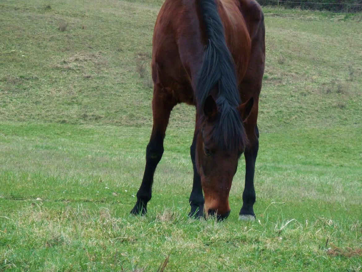 Anden særlig race Cerise billede 7