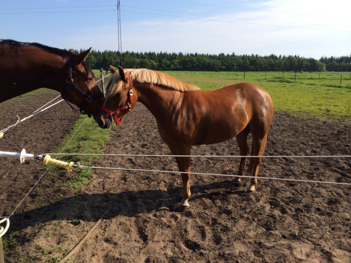 New Forest Glenwood Moulin Rouge billede 14