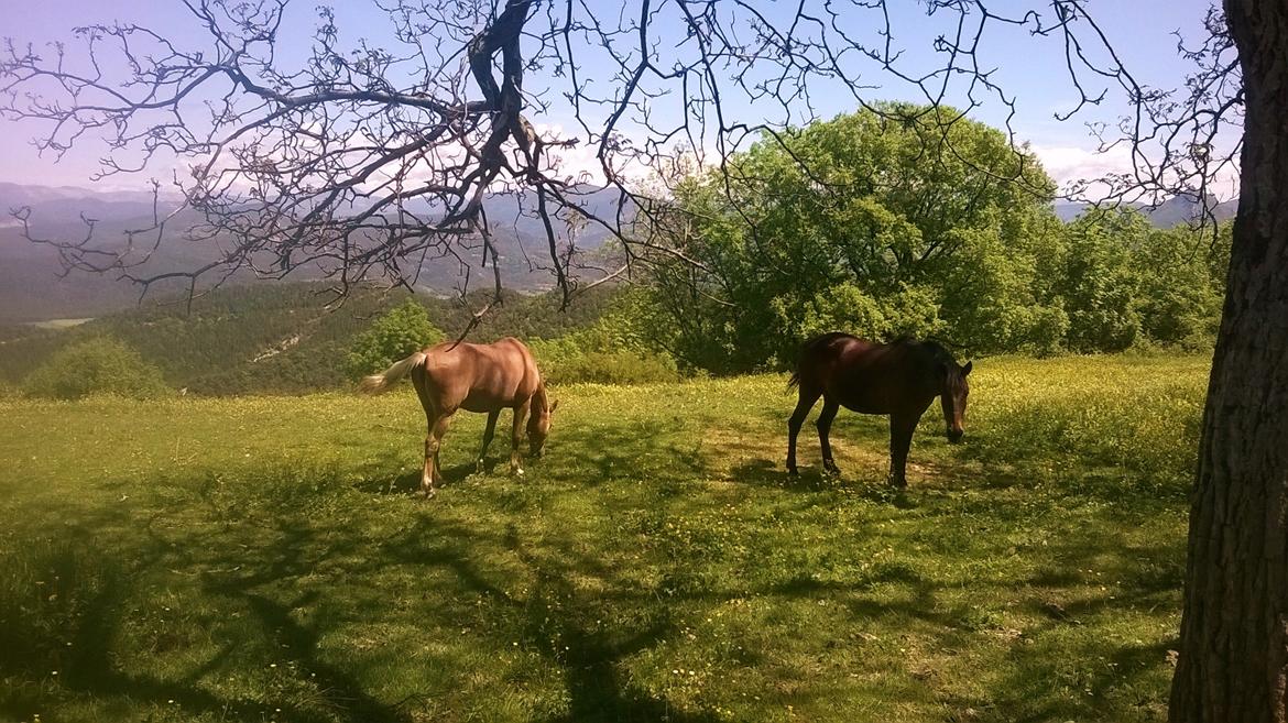 Anden særlig race Cerise billede 9