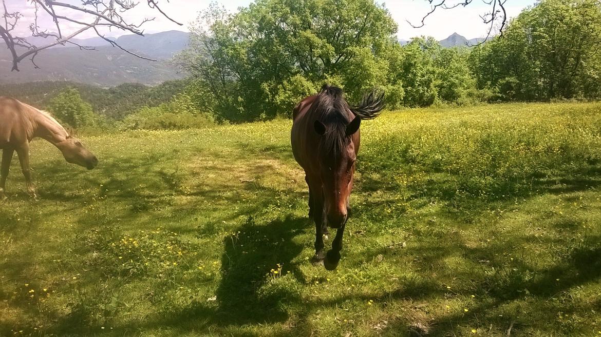 Anden særlig race Cerise billede 1