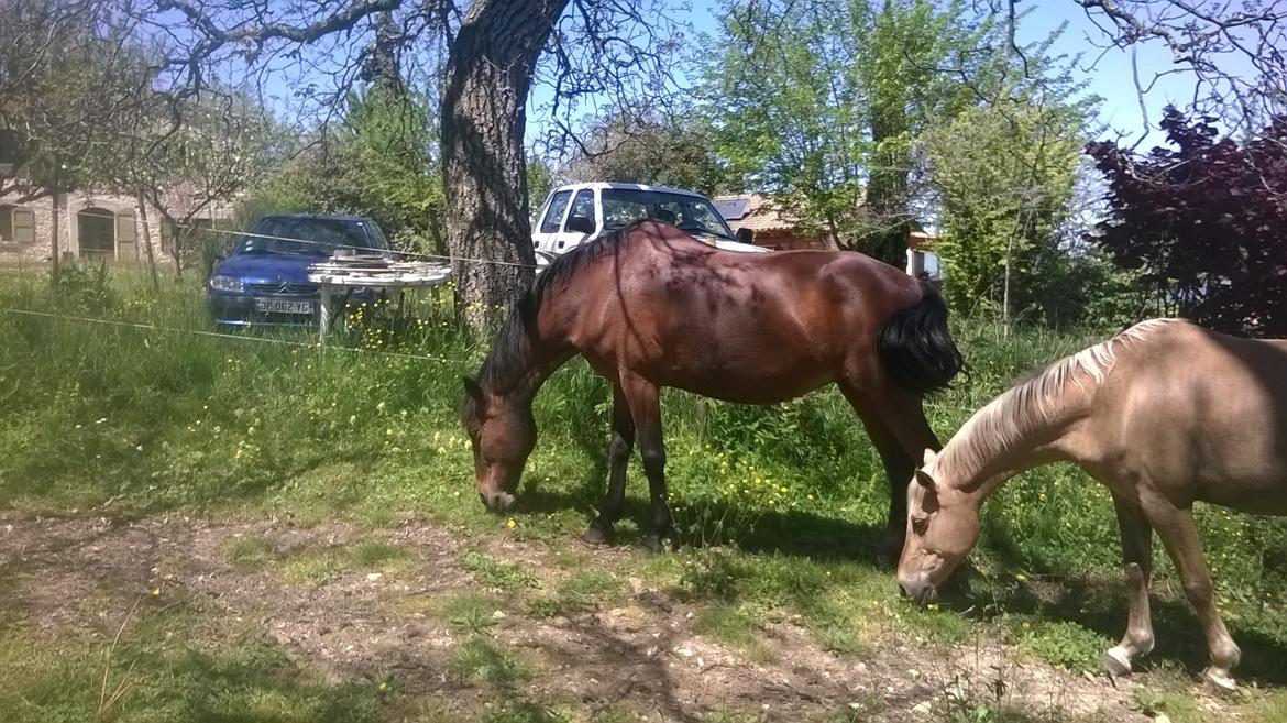 Anden særlig race Cerise billede 11