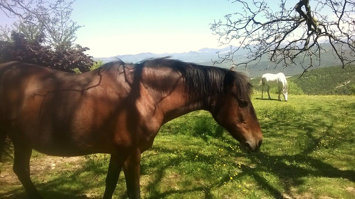 Anden særlig race Cerise billede 12