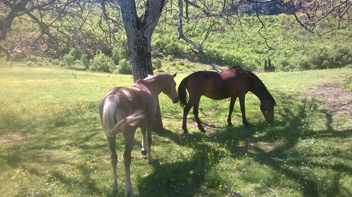 Anden særlig race Cerise billede 10