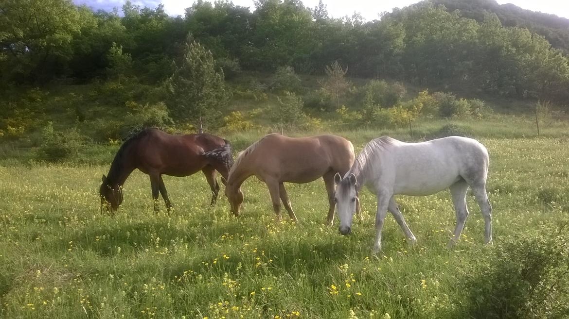 Anden særlig race Cerise billede 13