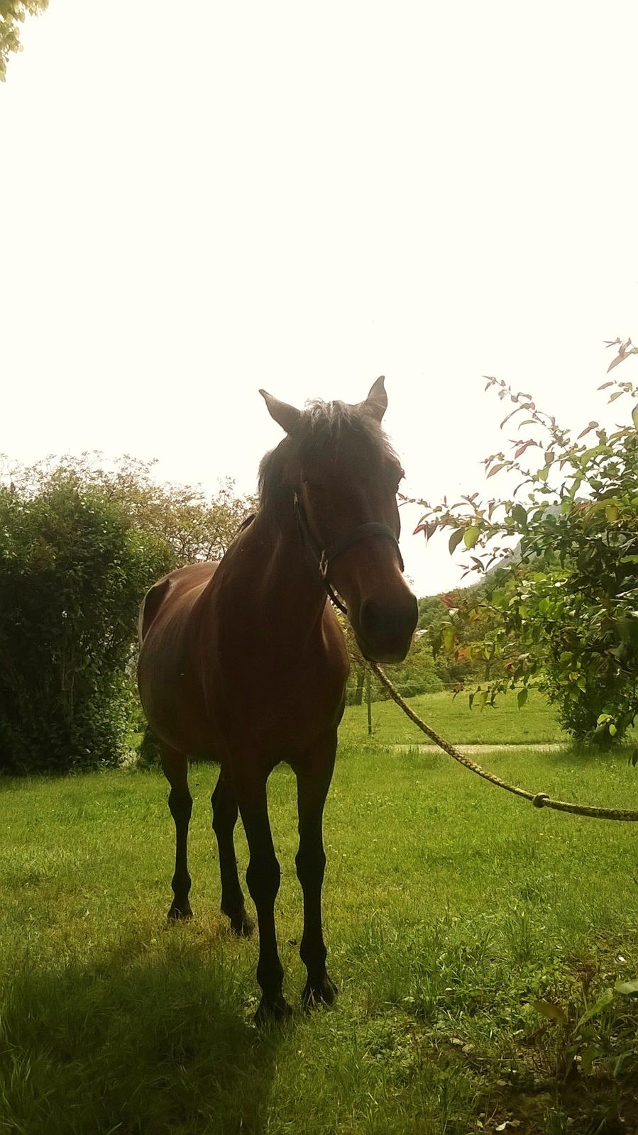 Anden særlig race Cerise billede 14