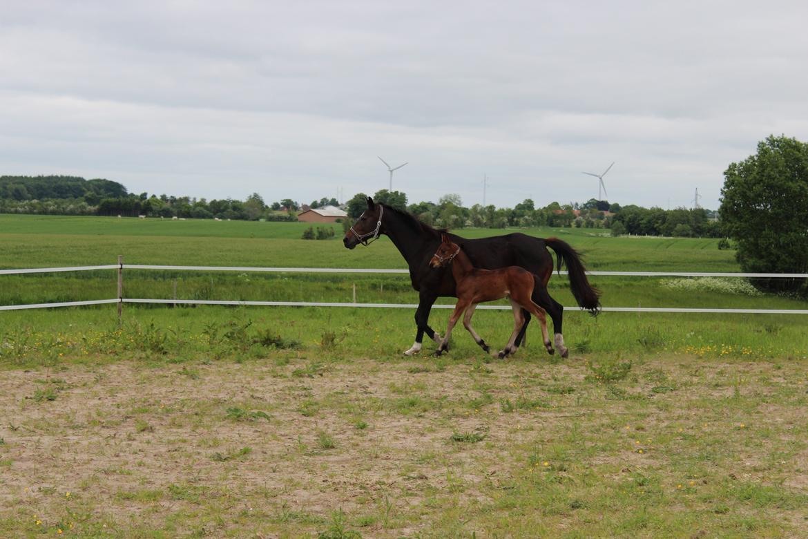 Anden særlig race Kastaniely's Little Surprise billede 26