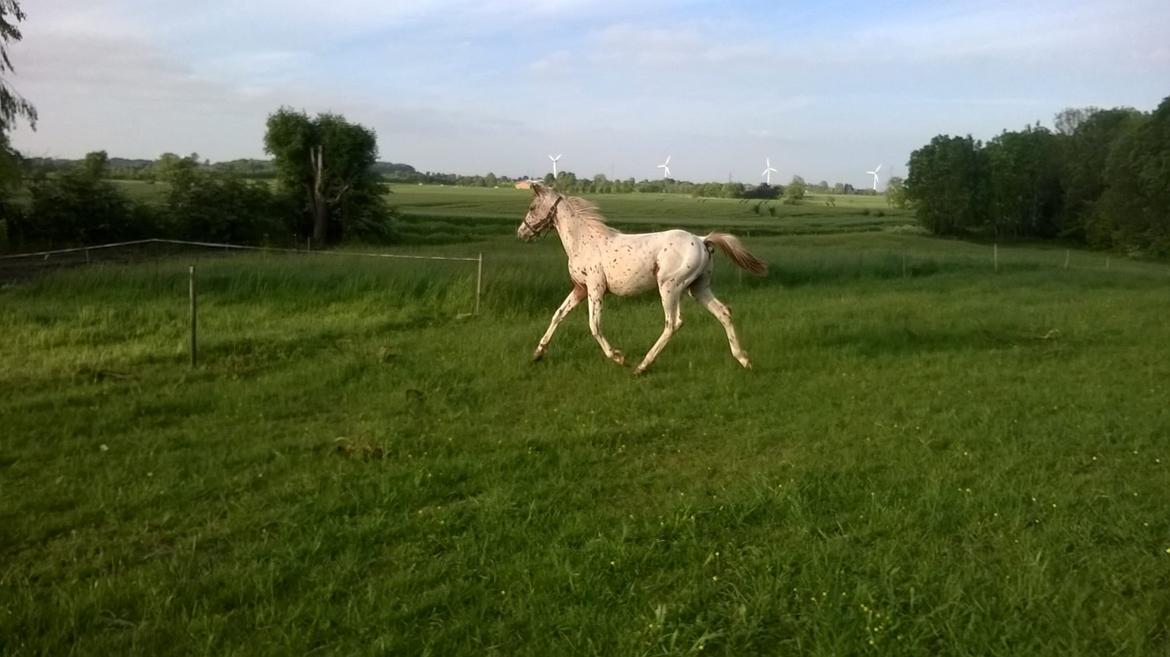 Knabstrupper Kastaniely's Remix billede 21