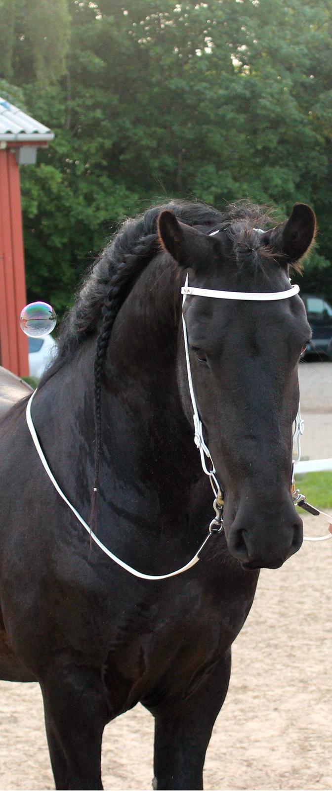 Frieser ~ Willov Terplinggaard ~ billede 10