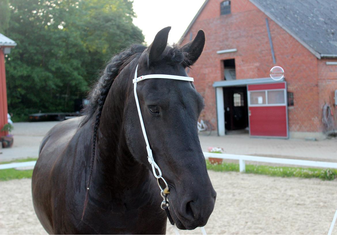 Frieser ~ Willov Terplinggaard ~ billede 7