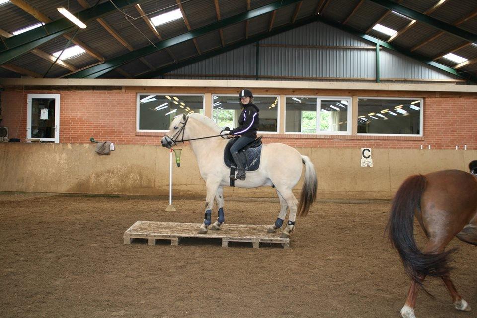 Fjordhest Ørn Fjordlyst billede 18