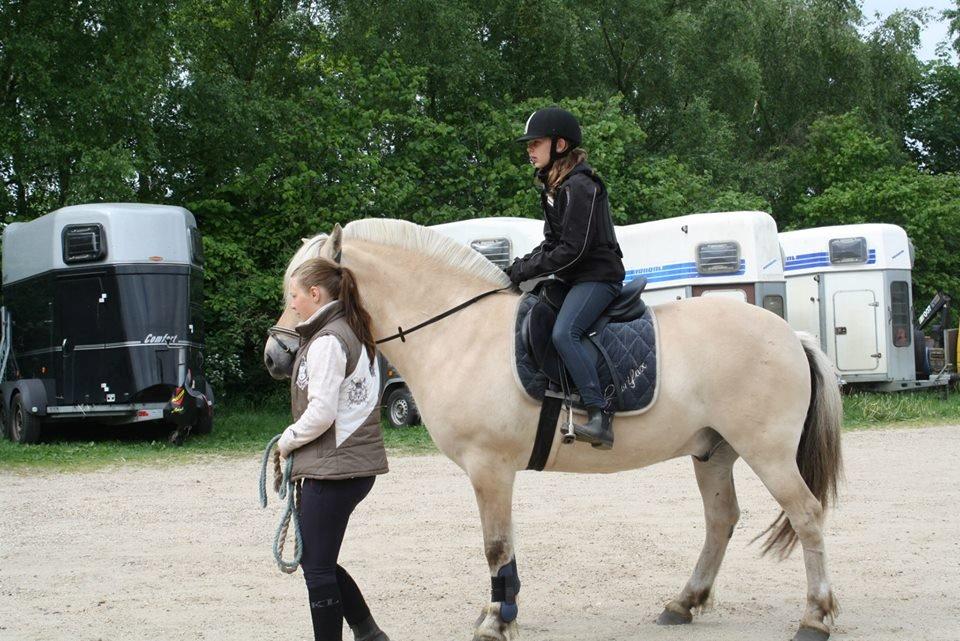 Fjordhest Ørn Fjordlyst billede 20