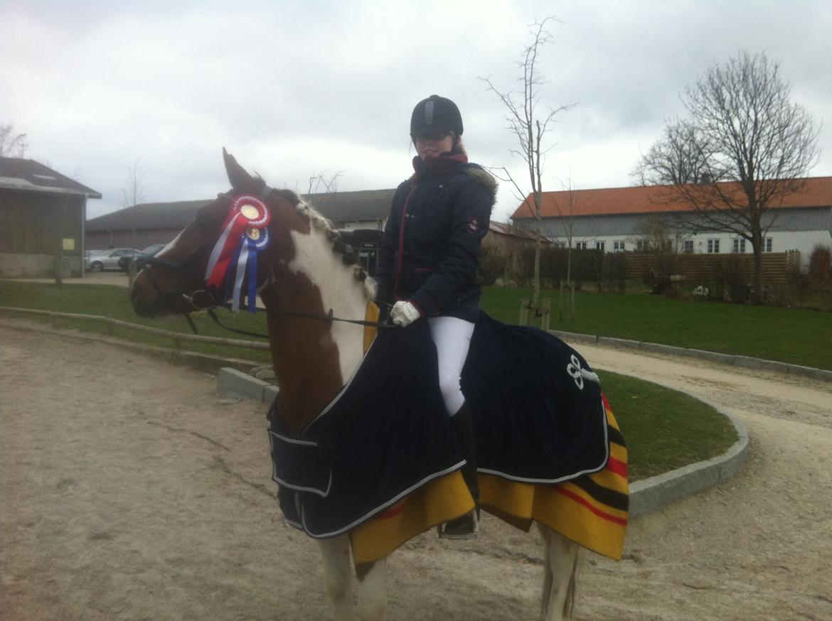 Pinto Svalebos Leonardo - Lc-showklasse både 1. og 2. plads ud af 19 :-) dygtige pony. billede 16