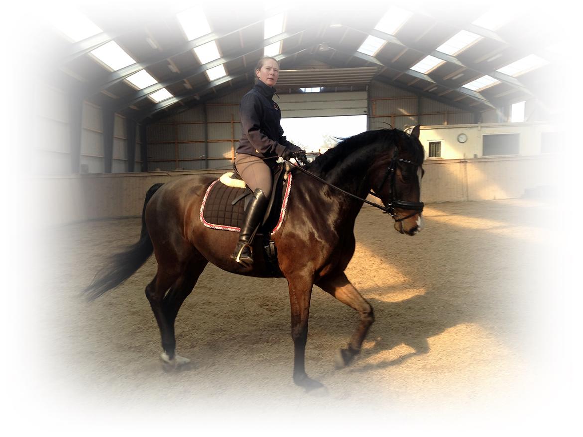 Dansk Varmblod Gredstedgaards Cornecht billede 21