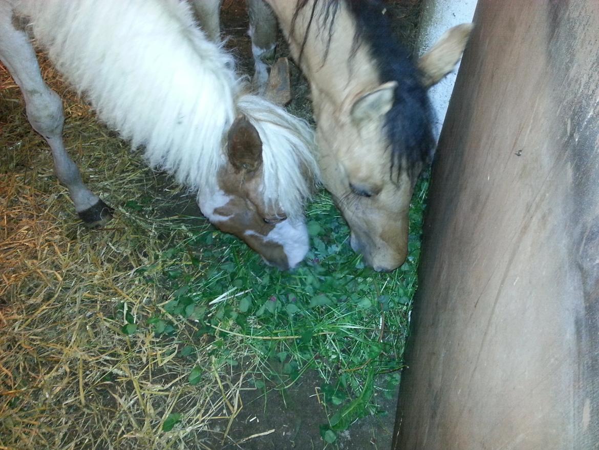 Anden særlig race Romeo - D. 02-06-2014 nyder en ordentlig portion græs i boksen billede 7