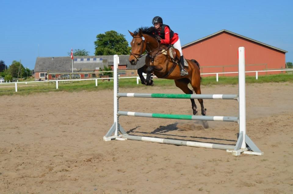 Zangersheide D. Chriesafie Z - LB2** på ØRSR billede 18