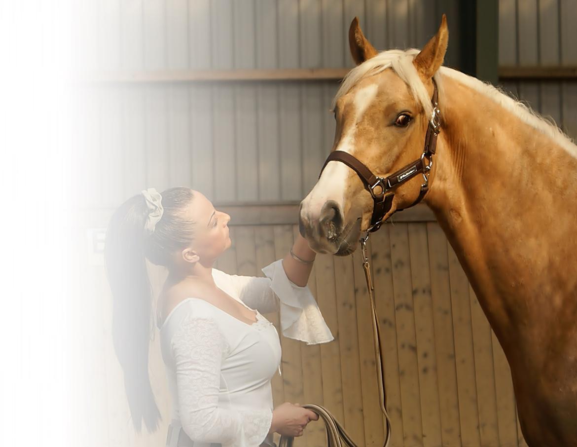 Dansk Varmblod Østrupgårds Romance billede 3