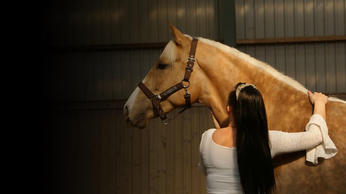 Dansk Varmblod Østrupgårds Romance billede 5
