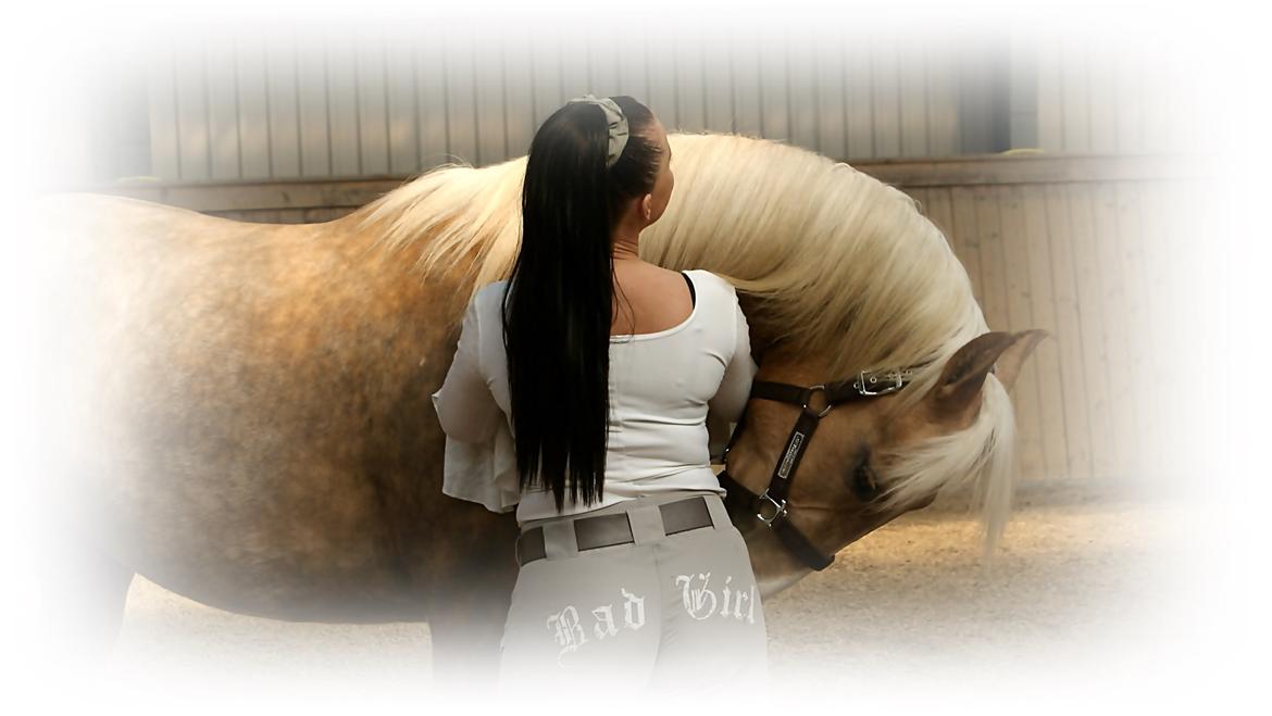 Dansk Varmblod Østrupgårds Romance billede 8