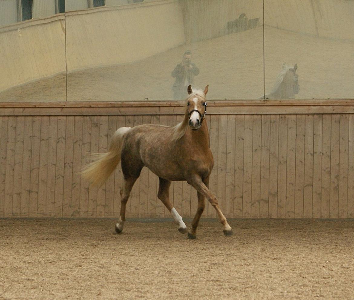Dansk Varmblod Østrupgårds Romance billede 11