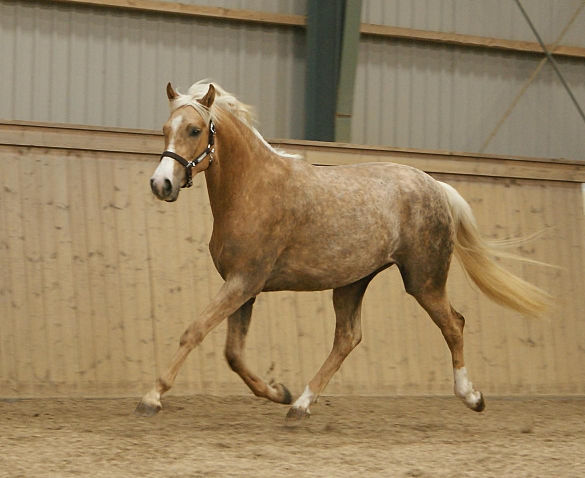 Dansk Varmblod Østrupgårds Romance billede 12