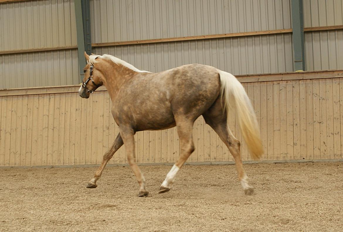 Dansk Varmblod Østrupgårds Romance billede 13