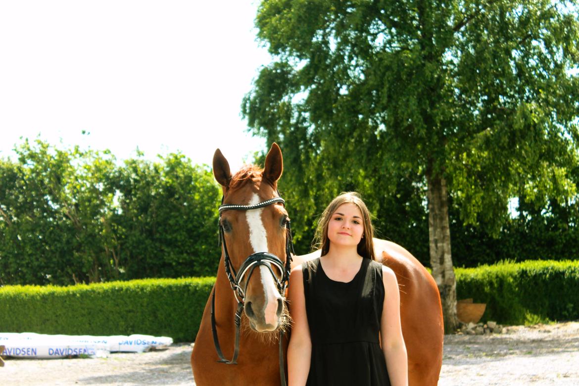 Hannoveraner Lady La Martina billede 19