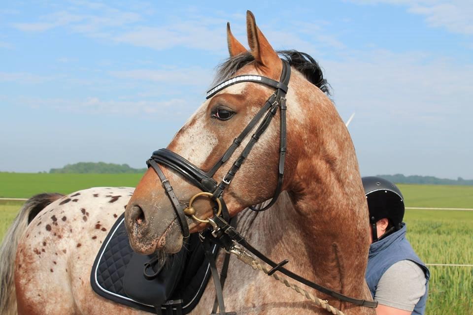 Anden særlig race Titon - Kong Triton SOLGT - Titon juni 2014 billede 15