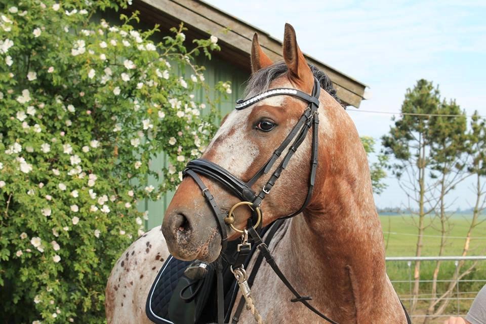 Anden særlig race Titon - Kong Triton SOLGT - Titon juni 2014 billede 9