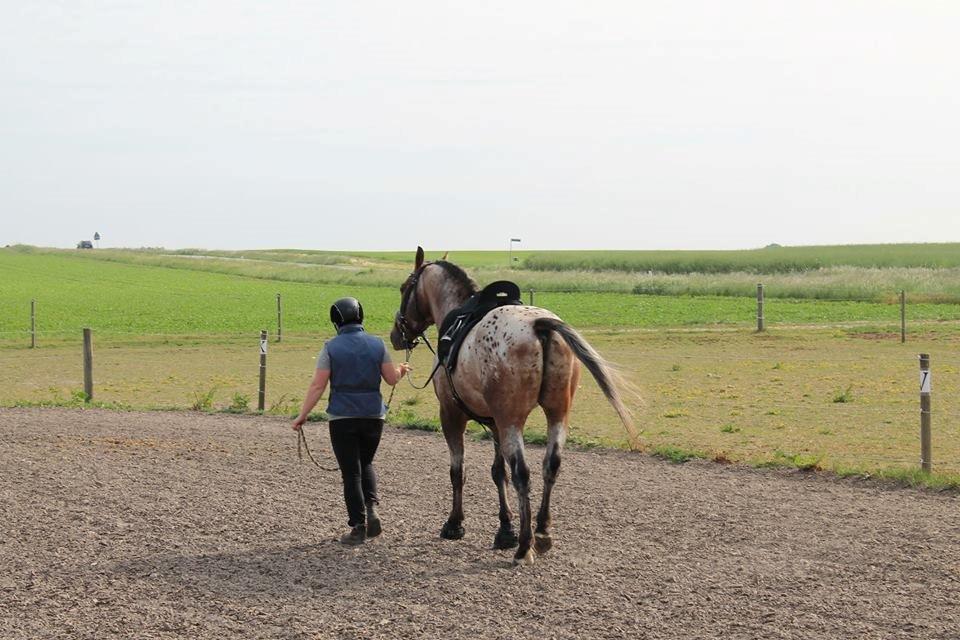 Anden særlig race Titon - Kong Triton SOLGT - Titon juni 2014 billede 17